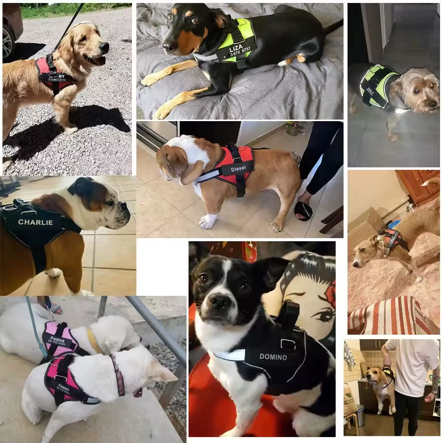 Personalised No Pull Dog Harness